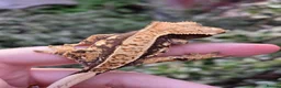 Gecko reptiles for sale: Various crested geckos  - Advert 18