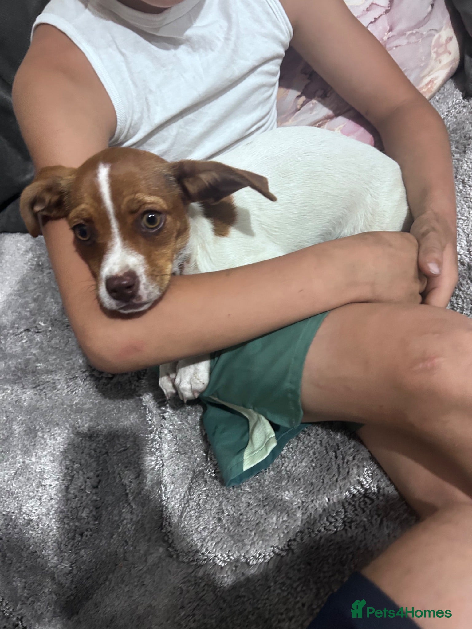 Mixed Breed dogs Beautiful Cavajack Puppies Ready to be homed  - Advert 2