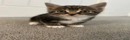 Mixed Breed cats for sale: British short hair Cross - Advert 20