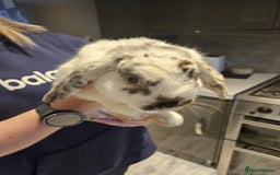English rabbits for sale: 4 month old very friendly lovable lop rabbit  - Image 4