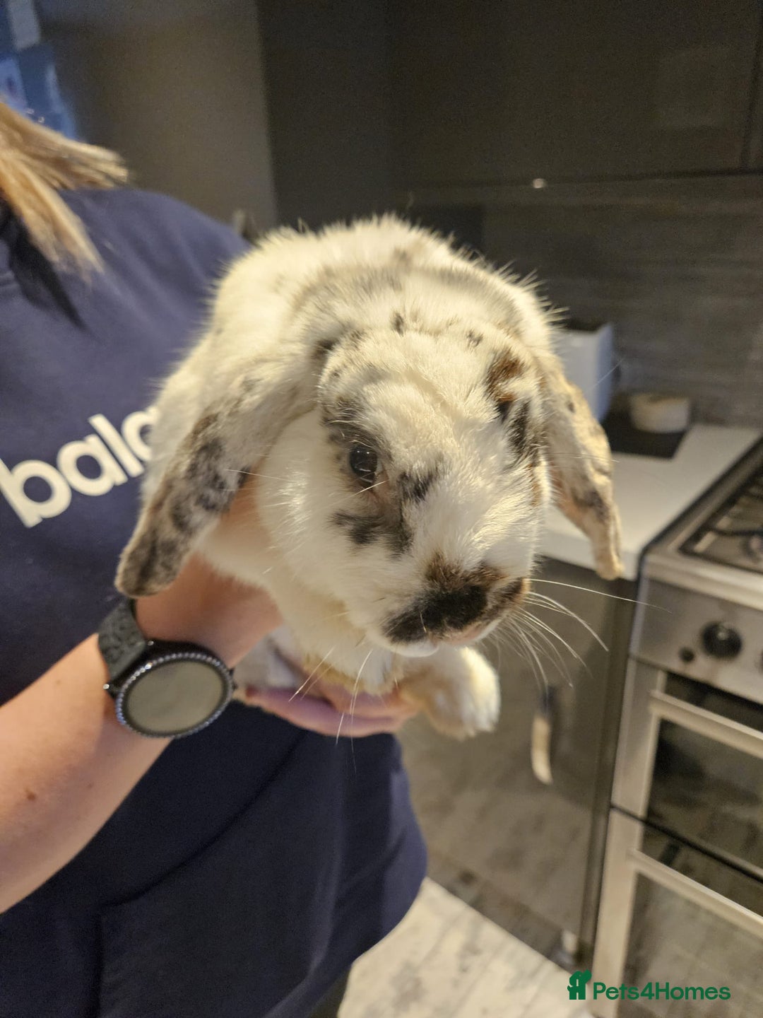 English rabbits for sale: 4 month old very friendly lovable lop rabbit  - Image 4