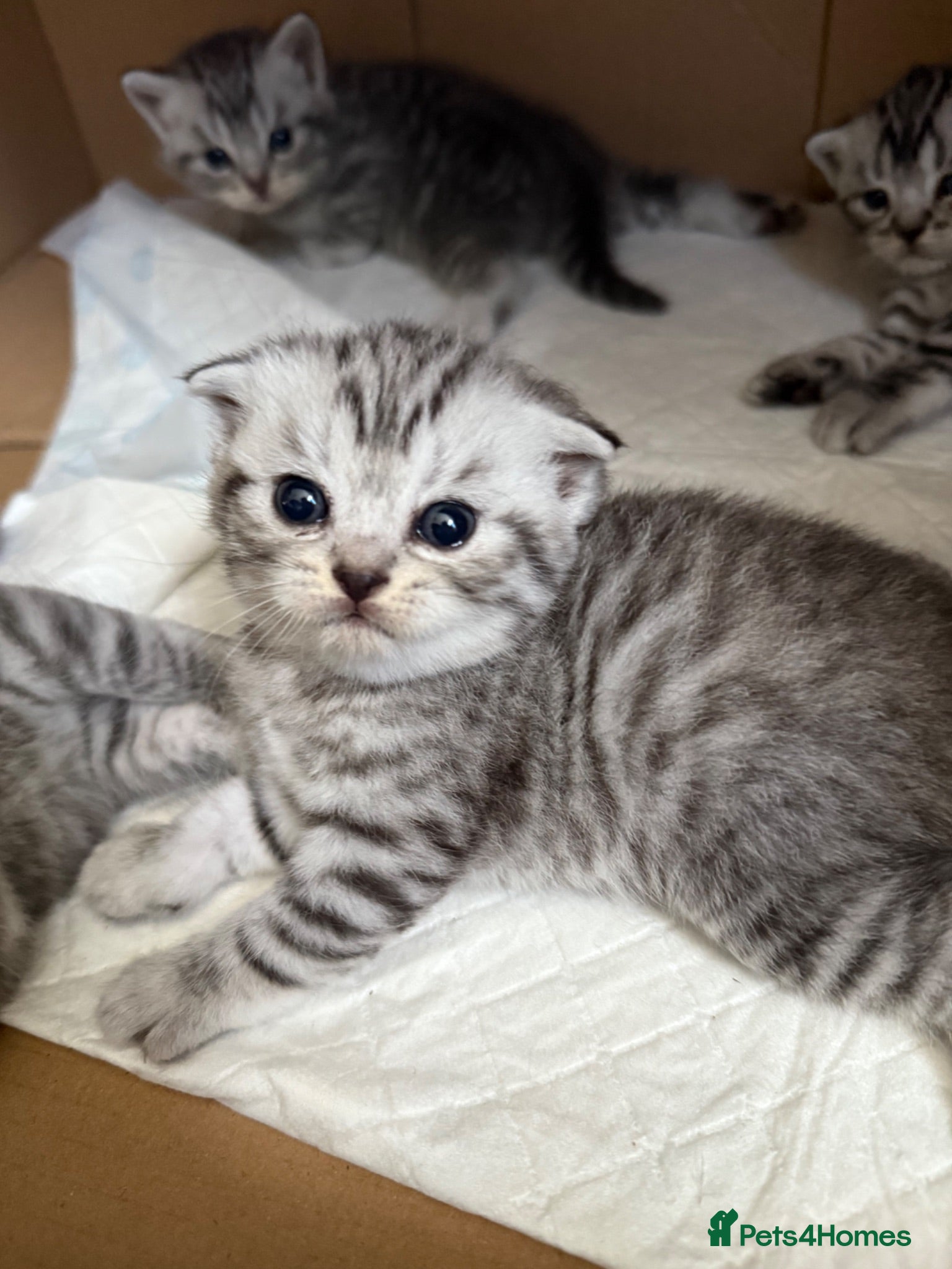 British Shorthair cats Scottish Fold &Straight Silver Tabby Kittens  - Advert 8