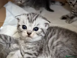 British Shorthair cats Scottish Fold &Straight Silver Tabby Kittens - Advert 8