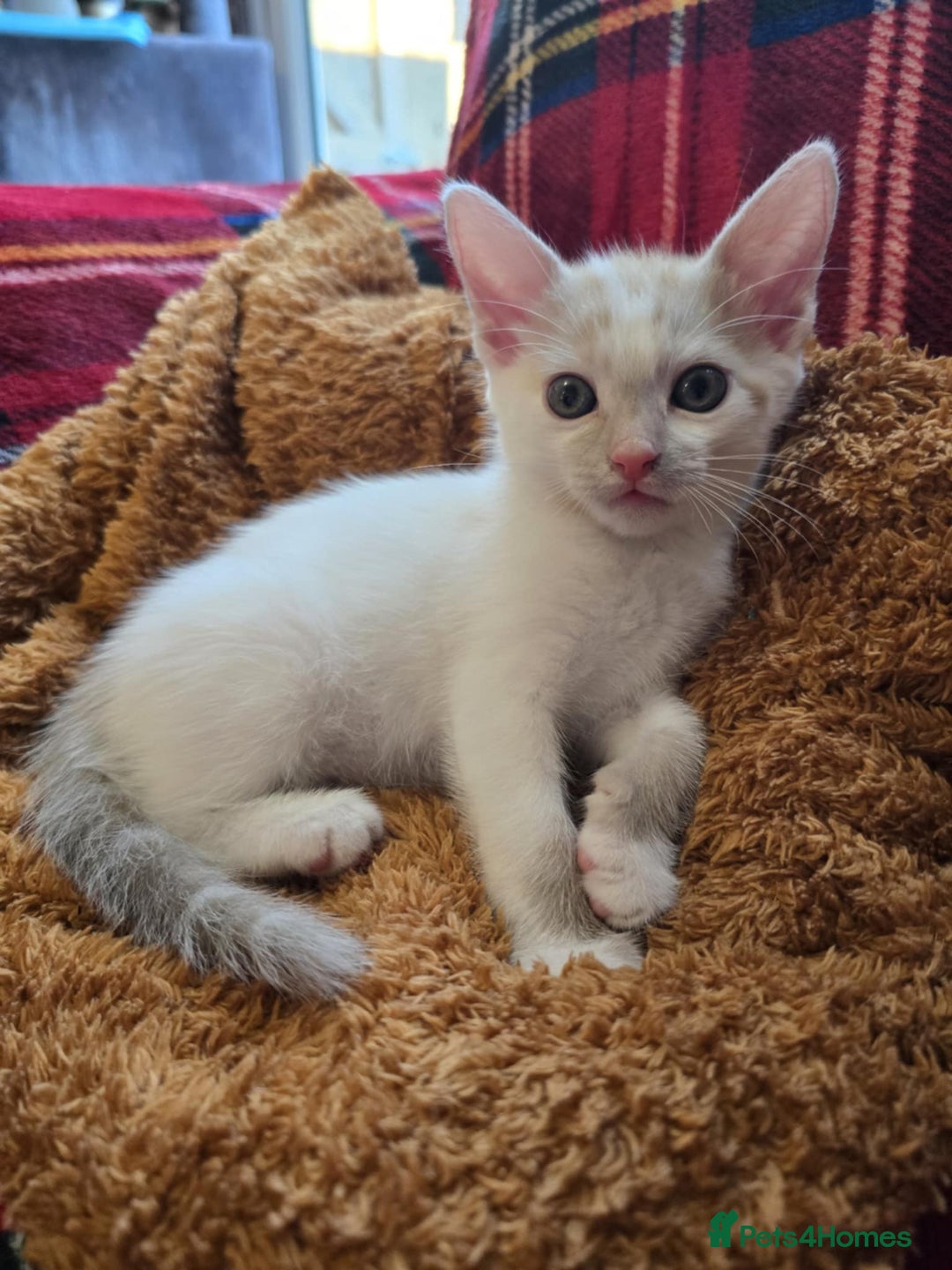 Mixed Breed cats for sale: Kittens  - Image 3
