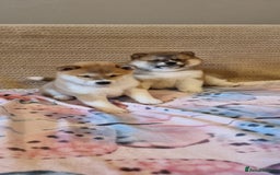 Japanese Shiba Inu dogs for sale: Beautiful Japanese Shiba Inu Puppies - Image 3