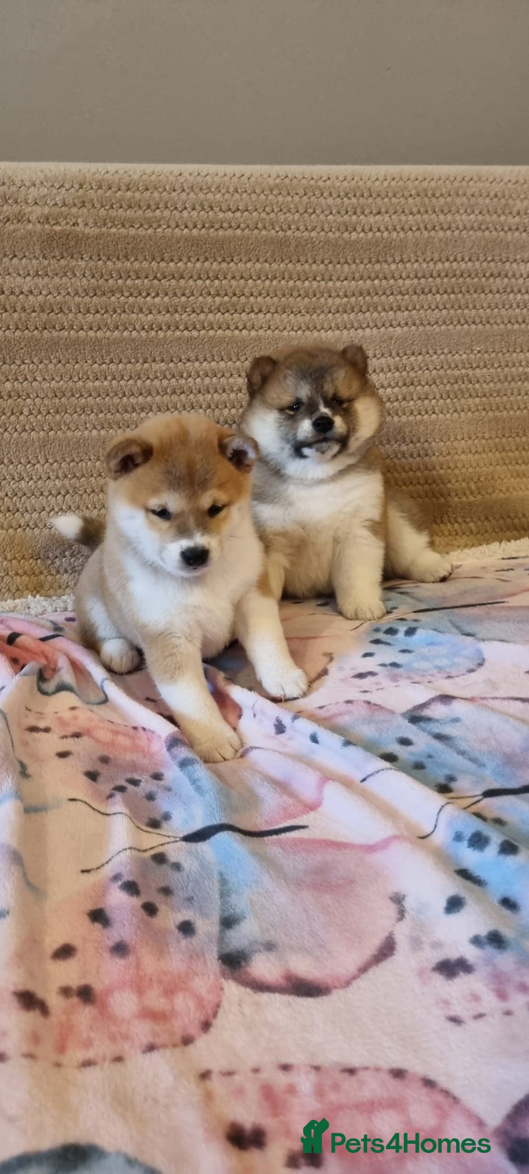 Japanese Shiba Inu dogs for sale: Beautiful Japanese Shiba Inu Puppies - Image 3