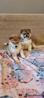 Japanese Shiba Inu dogs - Advert 2