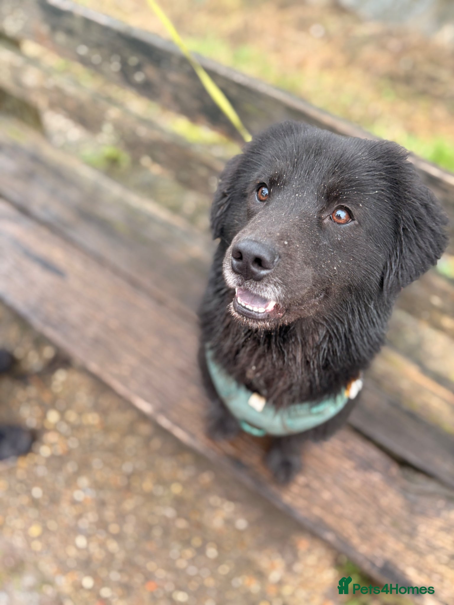 Mixed Breed dogs FOR STUD - NOT FOR SALE - Advert 1