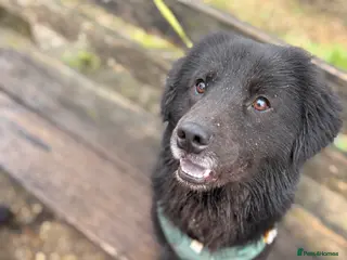 Mixed Breed dogs FOR STUD - NOT FOR SALE - Advert 1