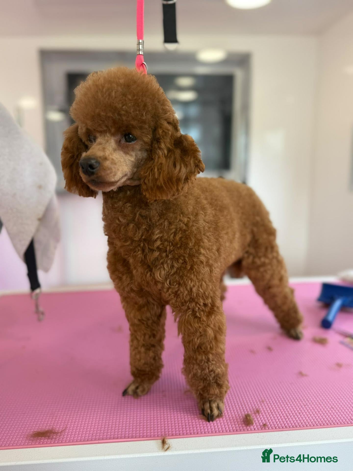 Miniature Poodle dogs KC Registered Red Miniature Poodle Puppies 0% COI - Advert 2
