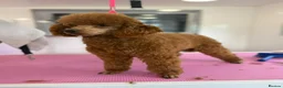 Miniature Poodle dogs for sale: KC Registered Red Miniature Poodle Puppies 0% COI - Advert 2