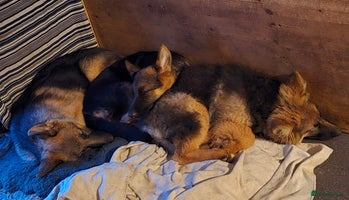 German Shepherd dogs KC REGISTERED GERMAN SHEPHERD PUPPIES - Advert 10