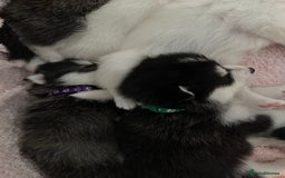 Pomsky dogs for sale: F4 beautiful puppy pomskie blue eyes - Image 8