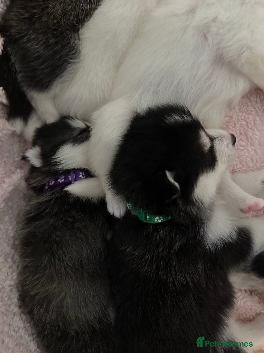 Pomsky dogs for sale: F4 beautiful puppy pomskie blue eyes - Image 8