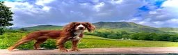 Cocker Spaniel dogs for sale: BEAUTIFUL Working Cocker Spaniels - Advert 1
