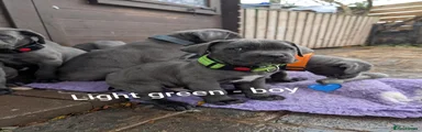 Cane Corso 3
