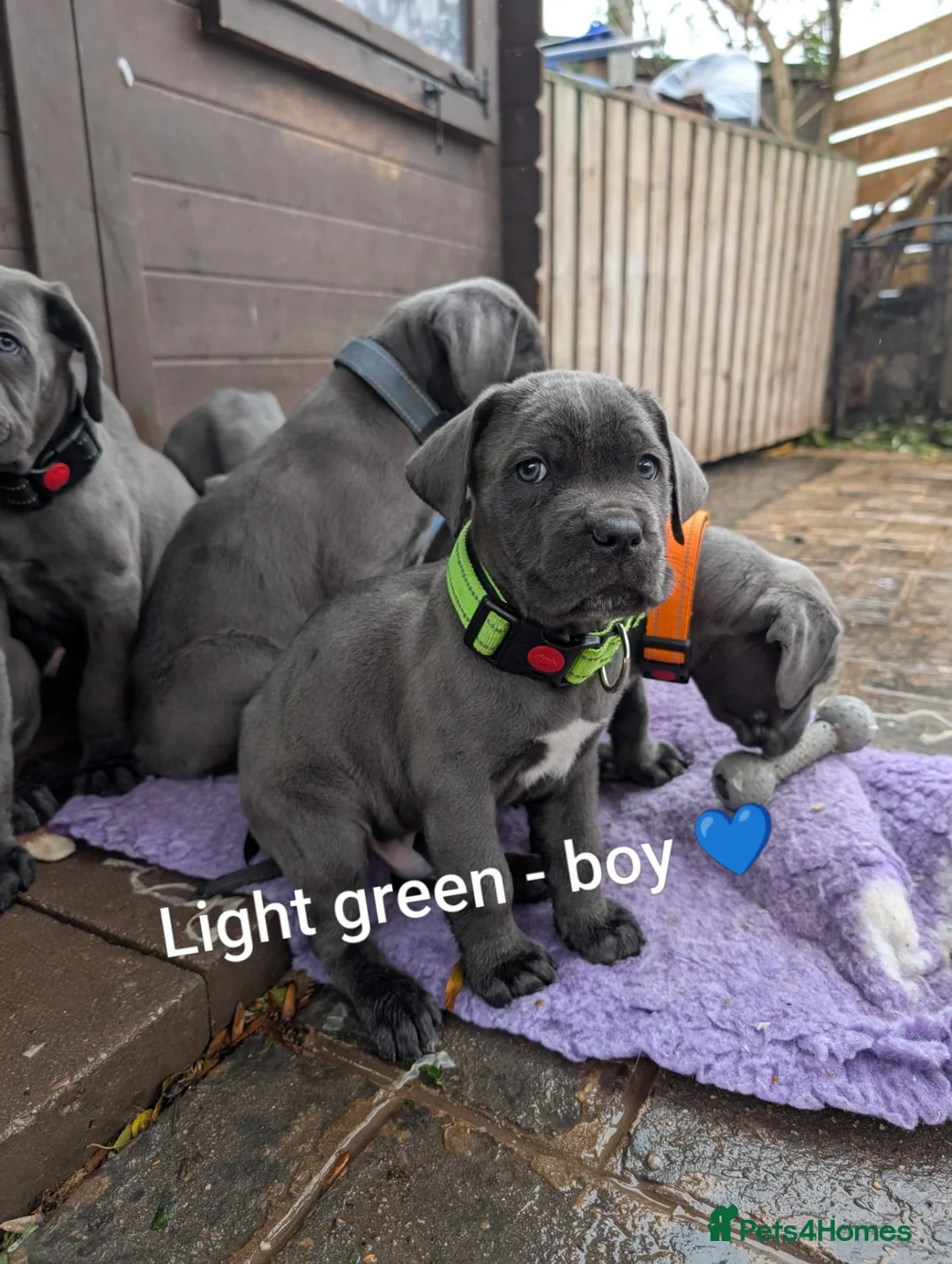 Cane Corso dogs for sale: Blue cane corso puppies  - Advert 21