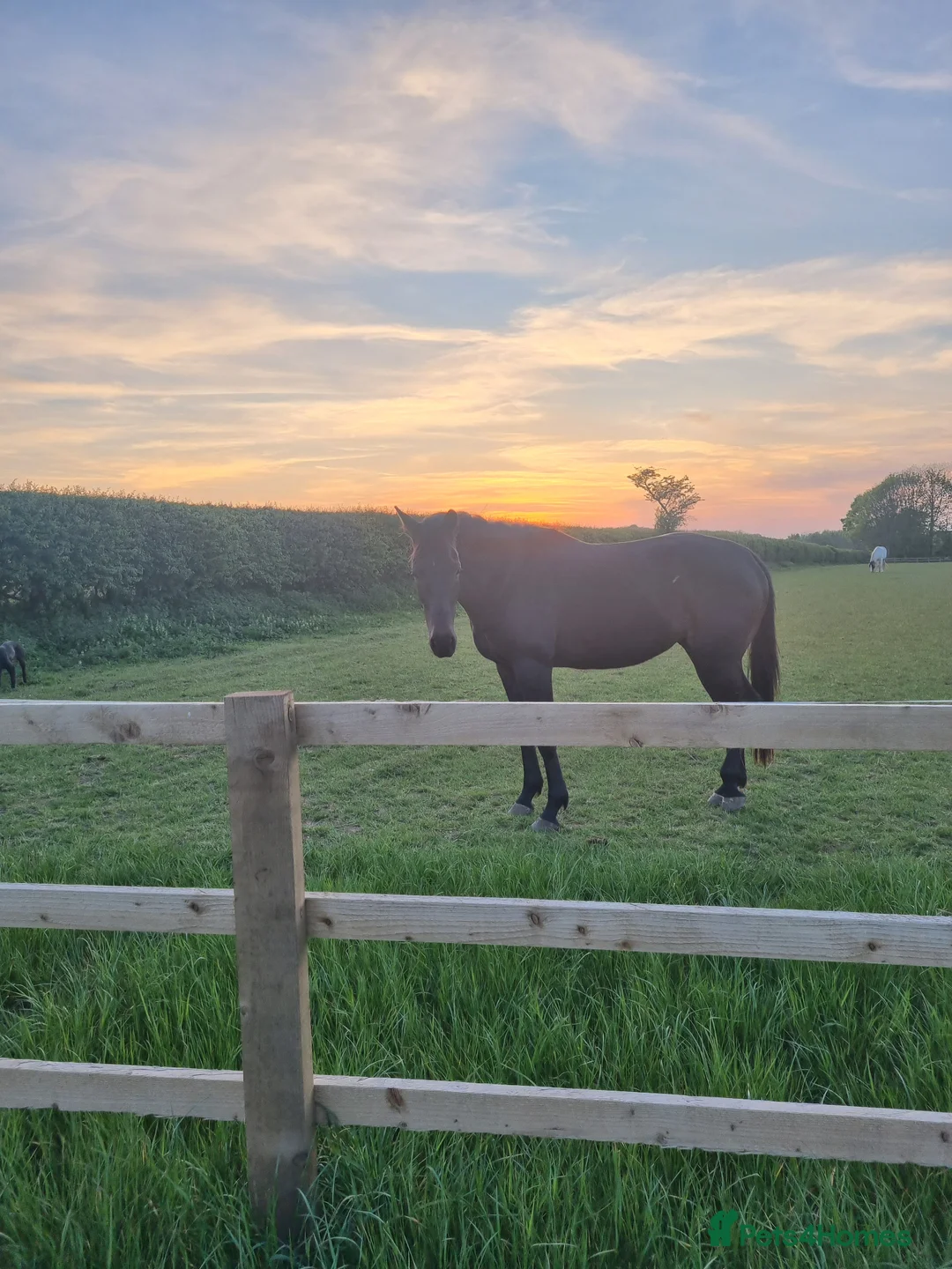 English Thoroughbred horses for sale: Eventing prospect  in Grimsby - Advert 1