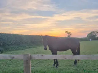 English Thoroughbred horses Eventing prospect - Advert 7