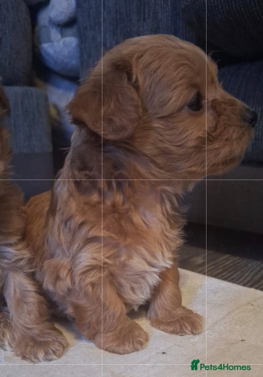 Chipoo dogs Asian chipoo  - Advert 1