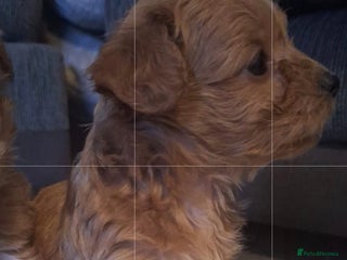 Chipoo dogs Asian chipoo - Advert 14