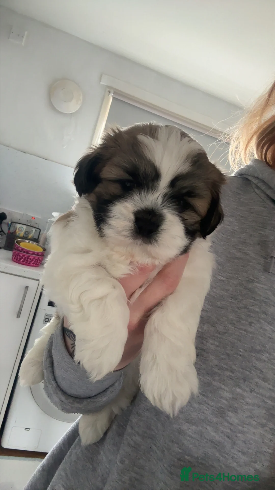 Malshi dogs for sale: Malshi puppies - Advert 2