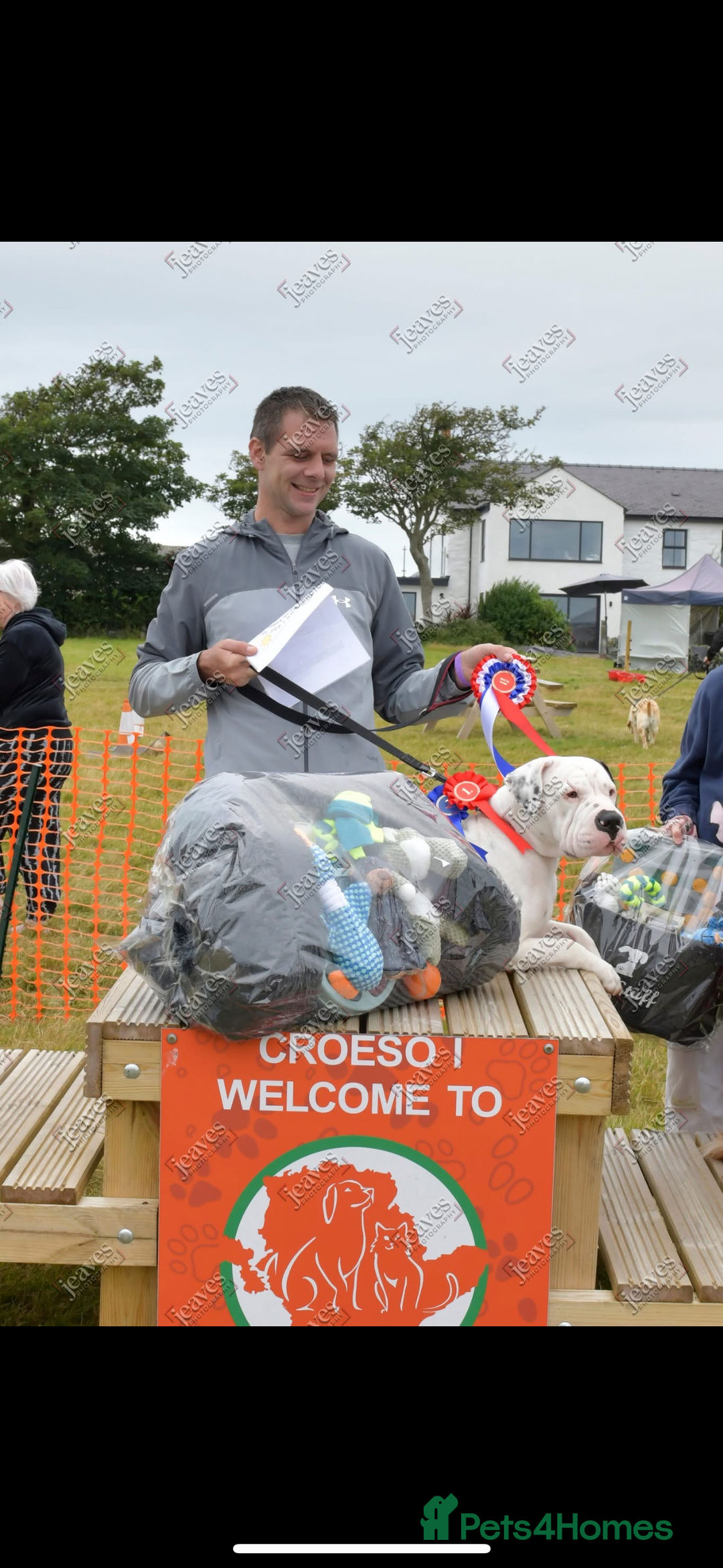Mastiff dogs for sale: Mastiff puppies  - Image 12
