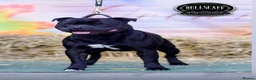 Staffordshire Bull Terrier dogs for sale: NOW READY! Pharaon X Piro X Bill Champion pups - Advert 7