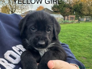 Mixed Breed dogs German ShepherdxGerman Wire-Haired Pointer puppies - Advert 6