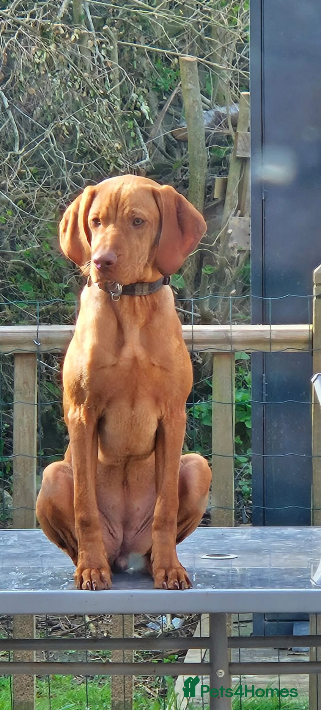 Hungarian Vizsla dogs for sale: 6 month old hungarian vizsla  in Bristol - Advert 3