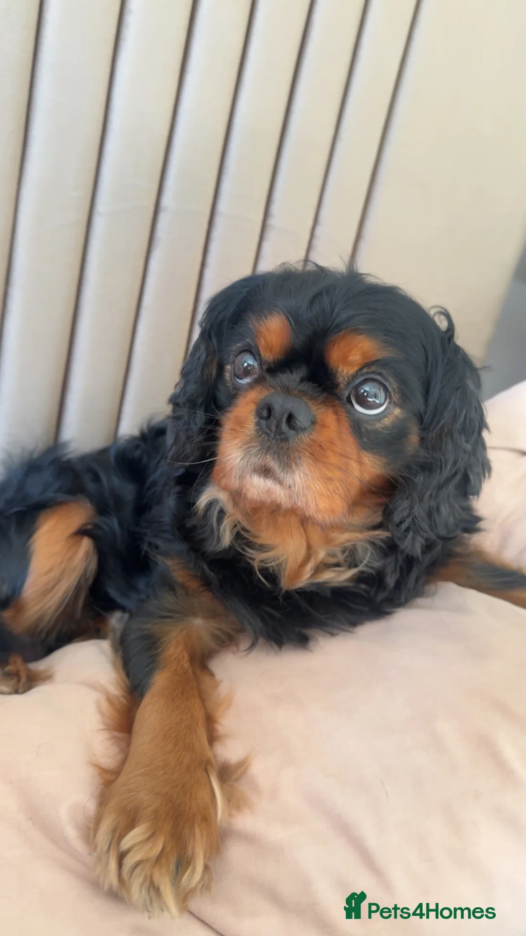 Cavalier King Charles Spaniel dogs for stud: King Charles for STUD in Manchester - Advert 2