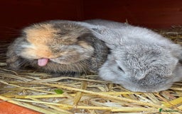 Mini Lop rabbits for sale: 2 Mini Lops - 4 months old  - Image 4