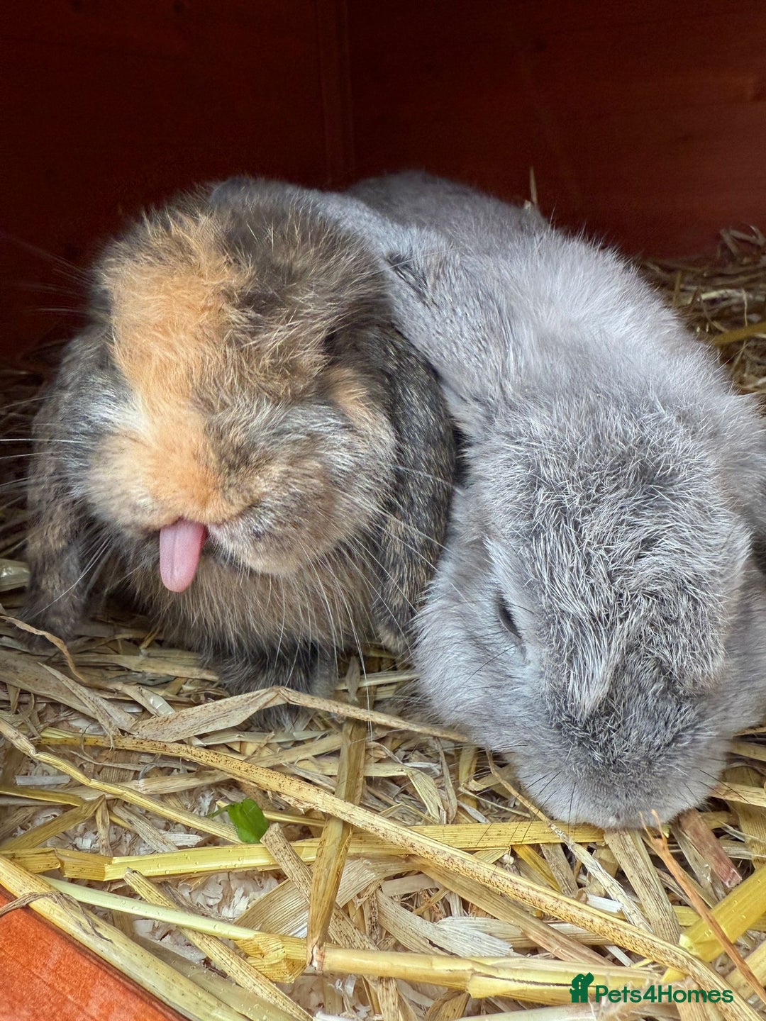Mini Lop rabbits for sale: 2 Mini Lops - 4 months old  - Image 4