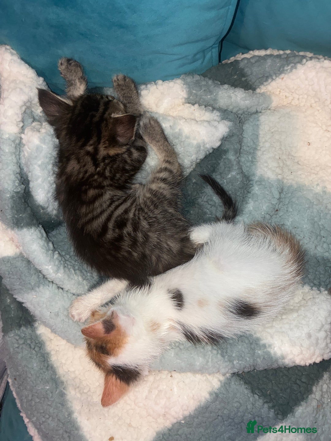 Domestic Shorthair cats for sale: Beautiful ginger & tabby kittens available 20 Dec - Advert 7