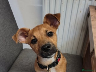 Patterjack dogs - Advert 3