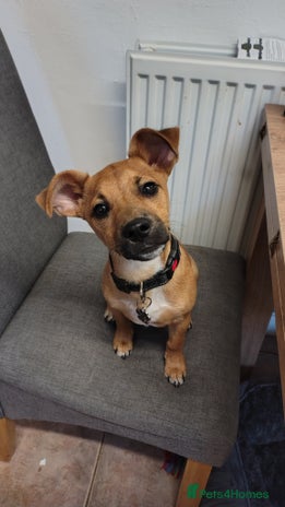 Patterjack dogs - Advert 1
