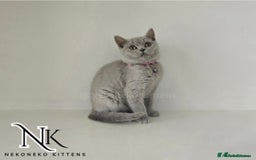 British Shorthair cats for sale: GCCF SHOW QUALITY BSH 👌 🥰🥰 - Image 5