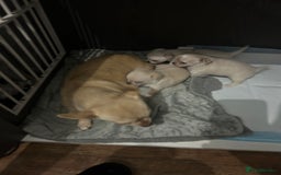 Chihuahua dogs for sale: Puppies chihuahuas 1 boy and 2 little princesses  - Image 12