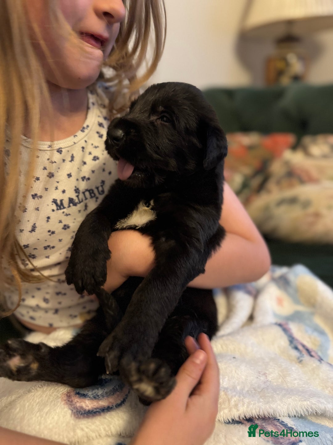 Irish Wolfhound dogs for sale: Stunning litter of Irish Wolfhound puppies - Image 8