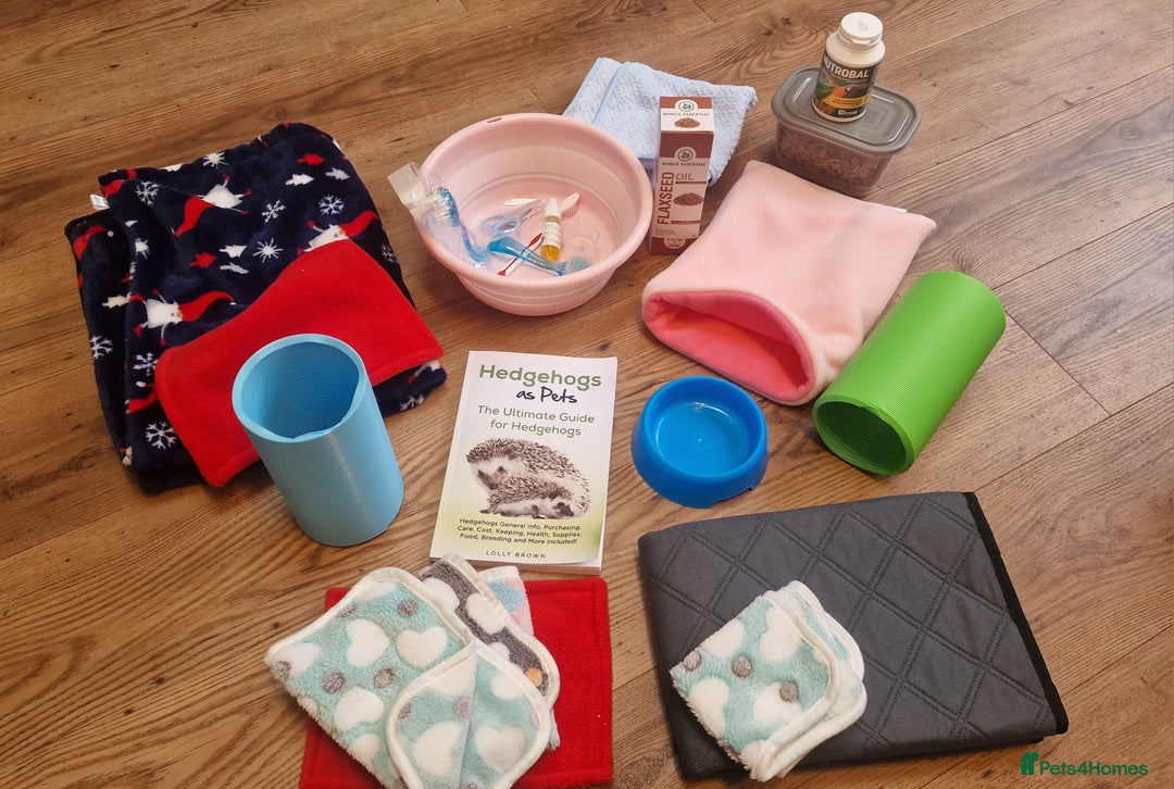 Pygmy Hedgehog rodents for sale: (F) A Pygmy Hedgehog + enclosure & accessories  - Advert 4