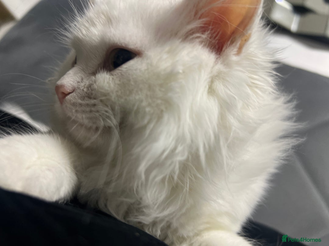 Turkish Angora cats for sale: 🐾 Gorgeous 5-Month-Old White Male Kitten 🐾 - Image 5