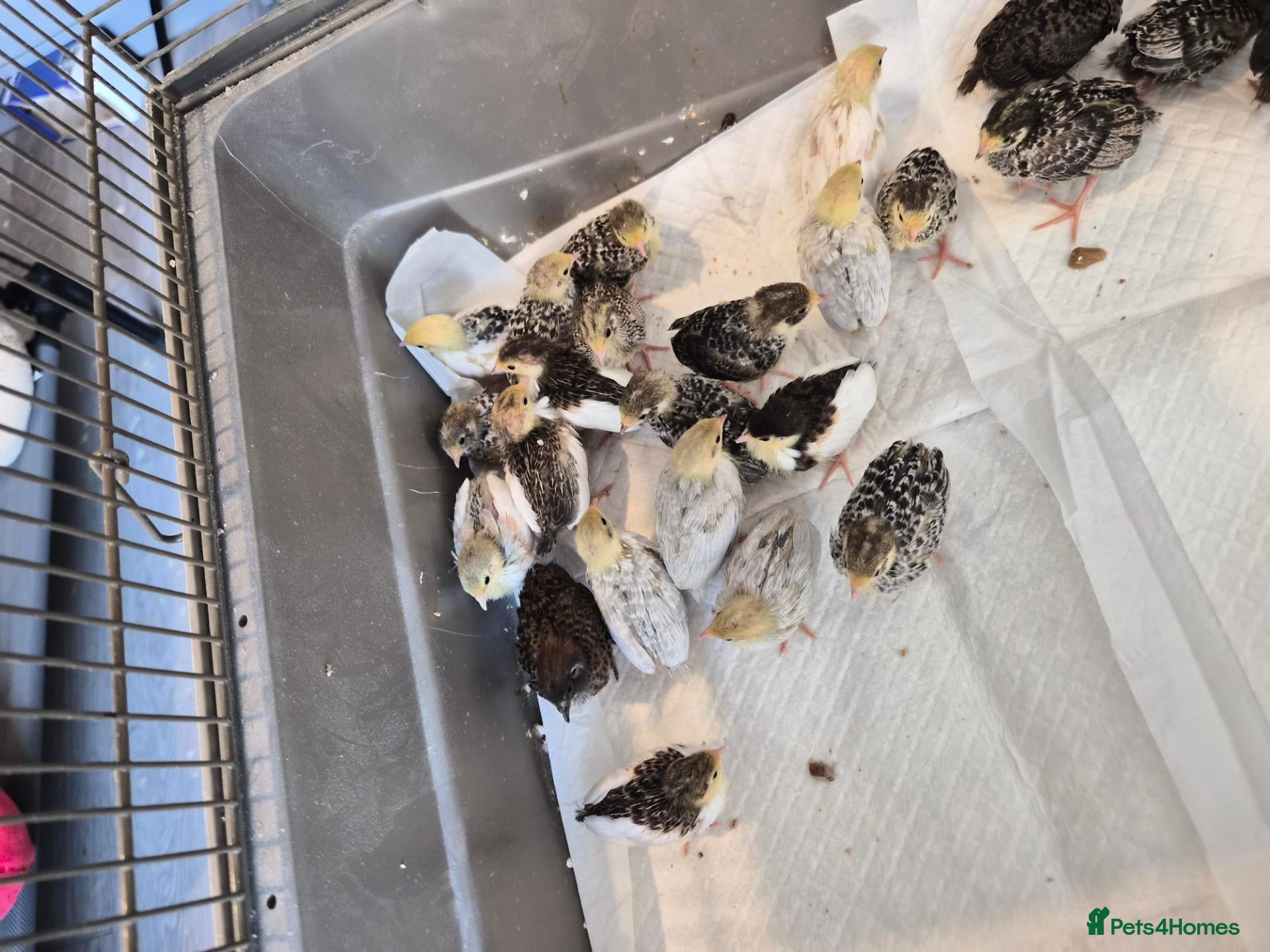 Quail poultry Button chicks available  - Advert 10