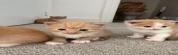 Mixed Breed cats for sale: ginger kittens  in Hailsham - Advert 19