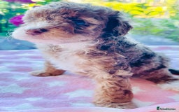 Cockapoo dogs for sale: Stunning fully DNA tested Cockapoo puppies - Image 6
