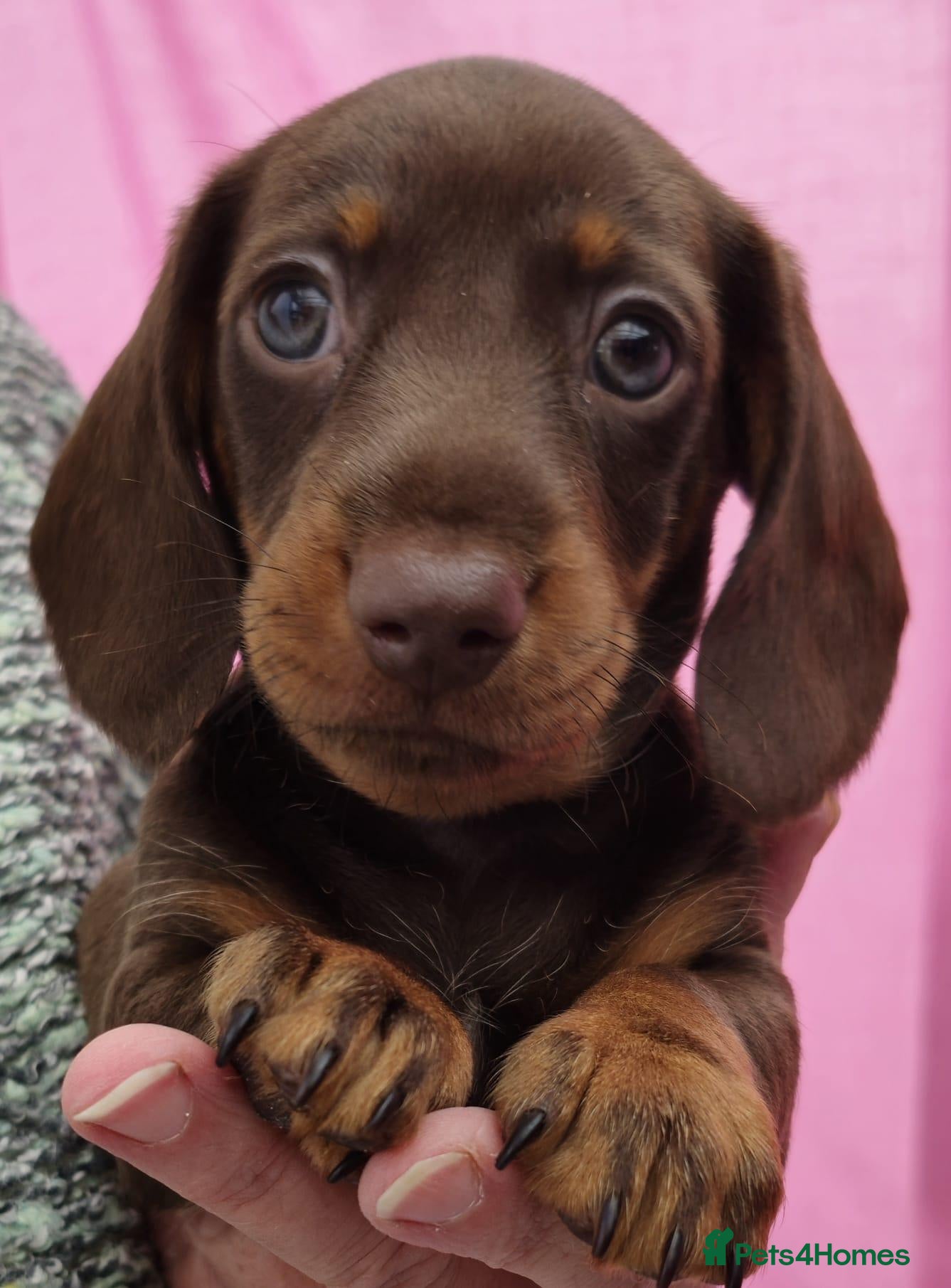 Miniature Dachshund dogs Beautiful miniature smooth-Haired Dachshunds pups - Advert 1
