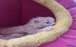 British Shorthair cats for sale: 4 Kittens ready to leave 25th August - Image 11