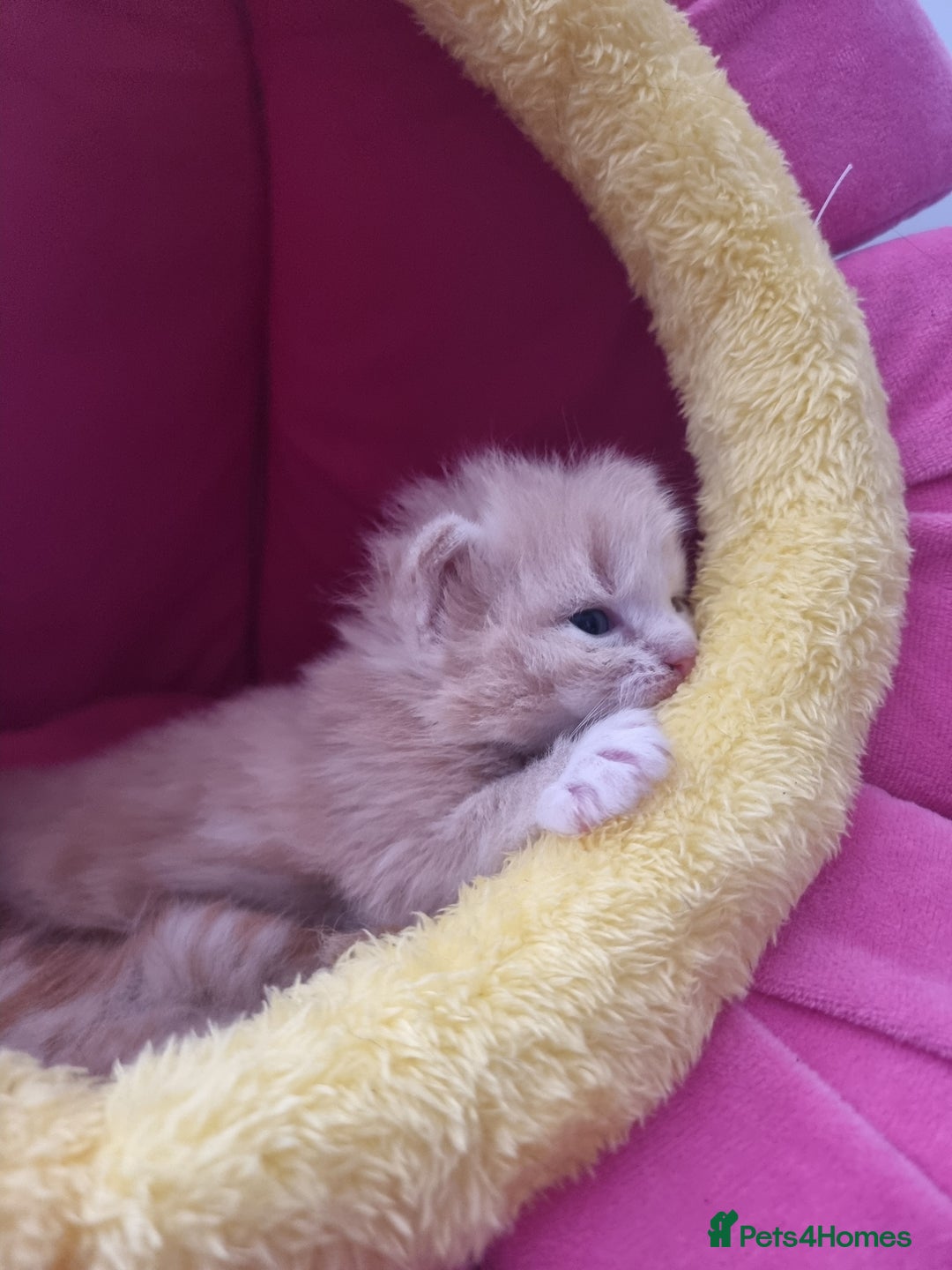 British Shorthair cats for sale: 4 Kittens ready to leave 25th August - Image 11