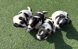 Jack Russell dogs for sale: Jack Russell puppies  - Image 2