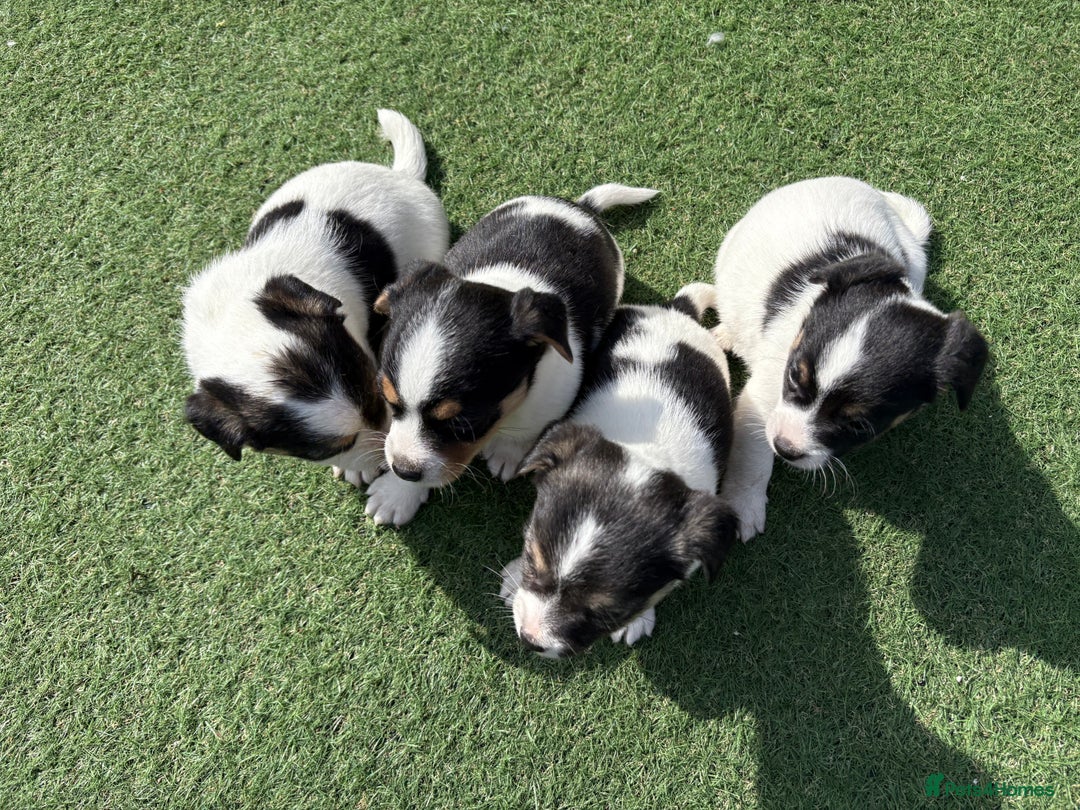 Jack Russell dogs for sale: Jack Russell puppies  - Image 2