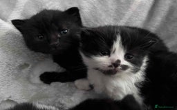 British Shorthair cats for sale: British shorthair/ tuexedo kittens  - Image 12